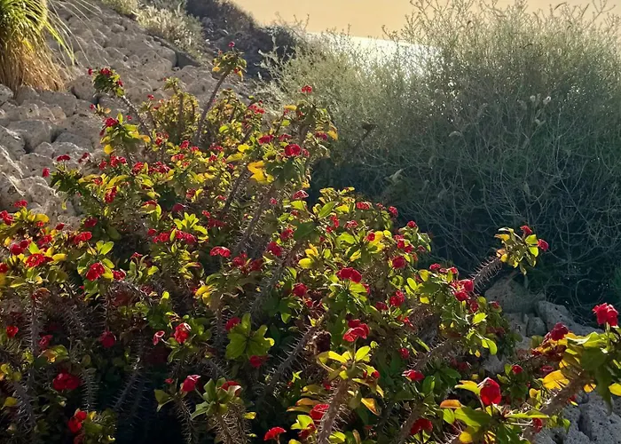 Ocean Mountain Lejlighed